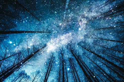 星降る夜の森林風景（フォトモンタージュ）