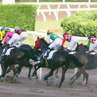 響き渡る蹄鳴、競馬トラックを駆ける競走馬と騎手たちの写真