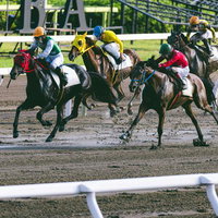 最終直線コースを走る複数頭の競走馬とジョッキーの写真