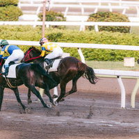 雨上がりのダートトラックを力走する競走馬とジョッキーの写真
