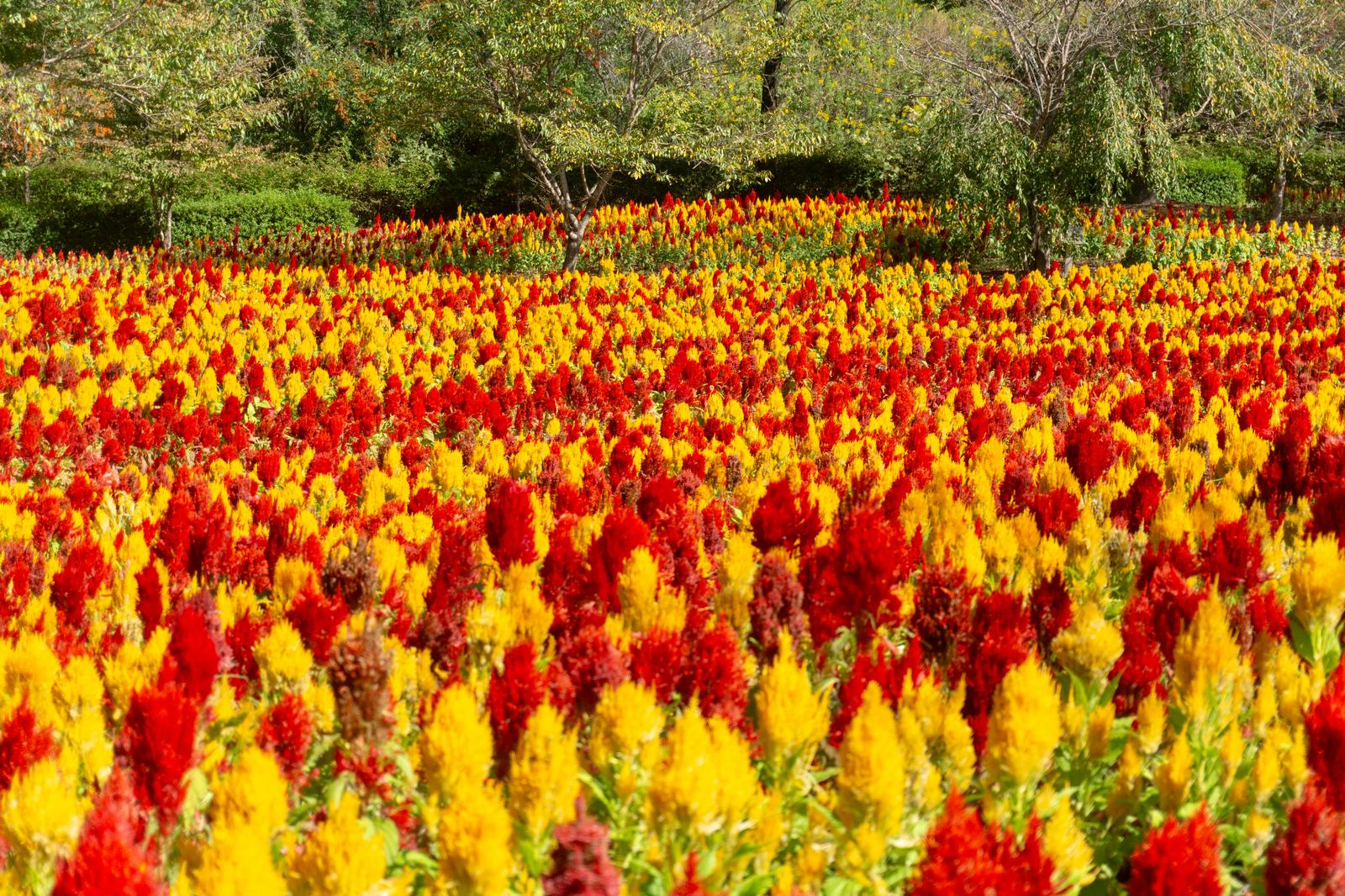 赤と黄色のケイトウが満開の広がる花畑。背景に樹木が見える。