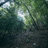 ザワザワ蠢く樹海の小道を歩む自然の風景と木漏れ日の写真