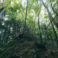 岩場に根を張る樹海の木々と木漏れ日の自然風景の写真