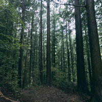 高い杉の木が立ち並ぶ道なき森の中を歩く林道の写真