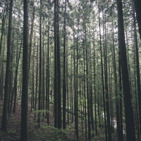 植林地帯の中を進む林道と規則的に並ぶ杉の木の写真