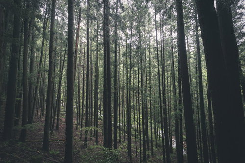 植林地帯の中を進む林道と規則的に並ぶ杉の木