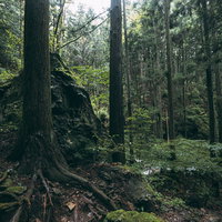 雨上がりの渓流沿いの岩と木々が生い茂る森の写真