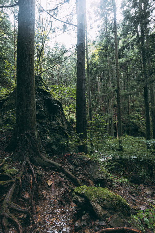 雨上がりの渓流沿いの岩と木々が生い茂る森