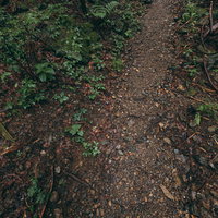 雨で湿った山の中の登山道を行くハイカーたちの写真
