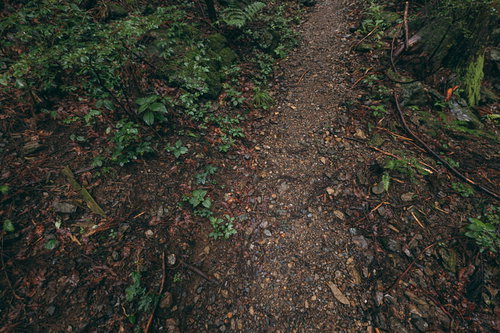 雨で湿った山の中の登山道を行くハイカーたち