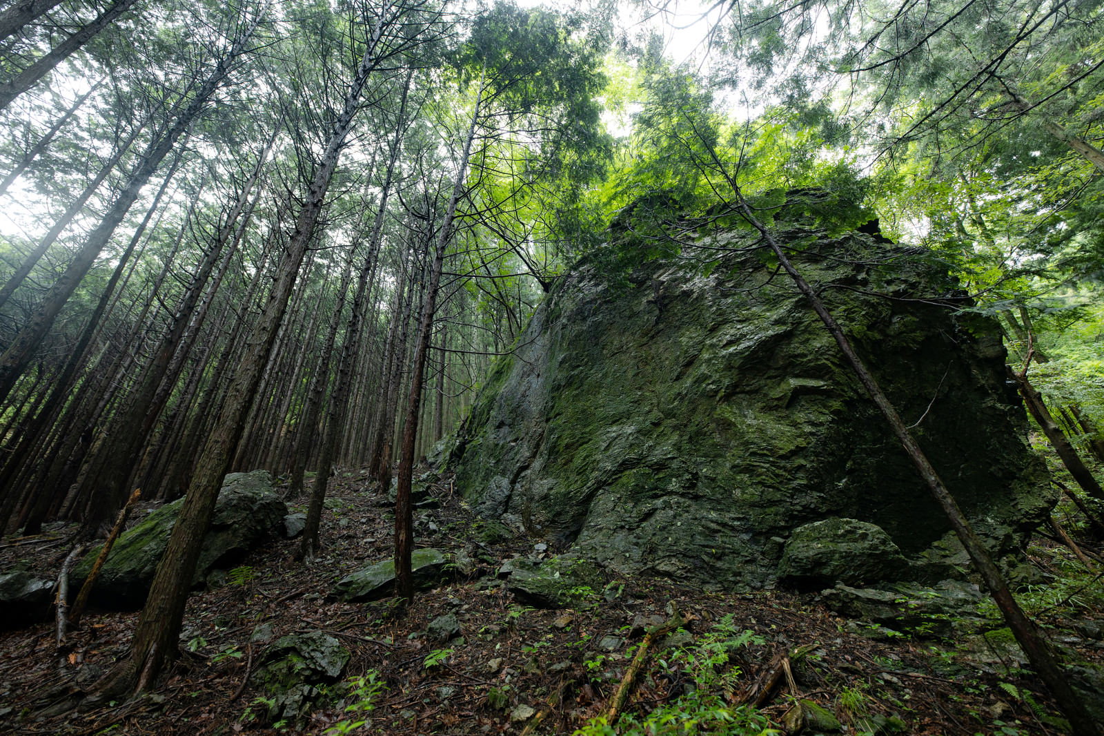 針葉樹の森の中にそびえる苔むした大岩