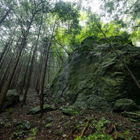 森の中にそびえる苔むした大岩の写真