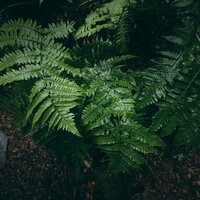 雨に濡れたシダの葉が森の下生えに生い茂る湿った植生の写真