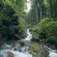 森に囲まれ勢いよく流れる渓流と岩苔の自然風景の写真