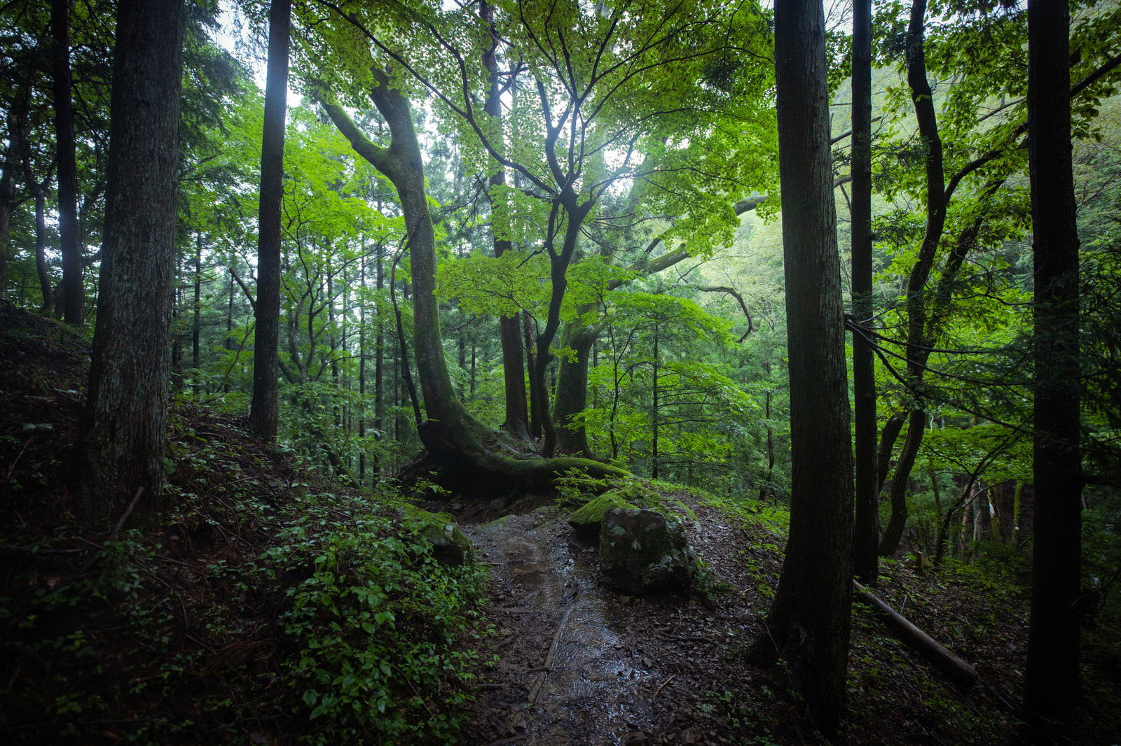 湿気の高い森の中を進む登山道を撮影した写真