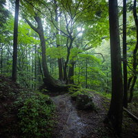湿気の高い樹海の森を進む登山道の写真