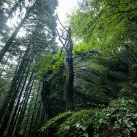 苔に覆われる巨岩と森の風景 緑の苔むした岩と樹木群の写真