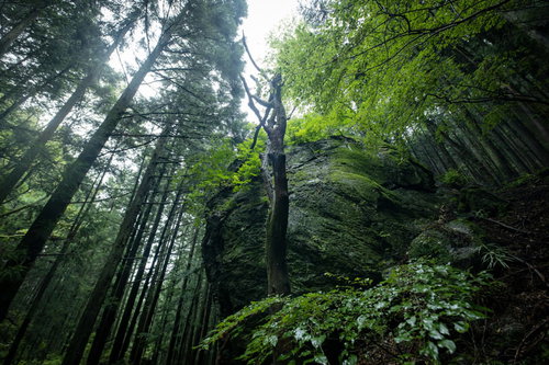 苔に覆われる巨岩と森の風景 緑の苔むした岩と樹木群