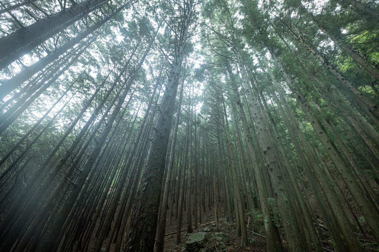 高く伸びた杉の木が密集する植林された森林の風景