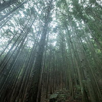植林された杉の木々が密集する静寂の森林風景の写真
