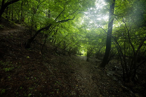 新緑の林を進む木漏れ日の小径を歩むハイキングコース