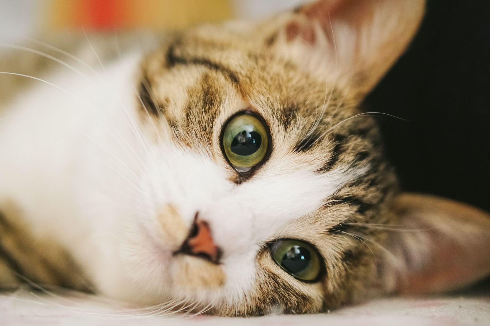 仰向けになって上を見上げる茶白の子猫