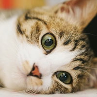 怠け者も興味津々、仰向けで見上げるキジ白子猫の写真