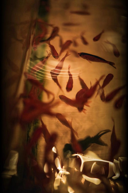 赤い金魚たちが静かに泳ぐ姿