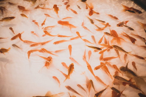 夏祭りの出店で行われる金魚すくいの屋台風景