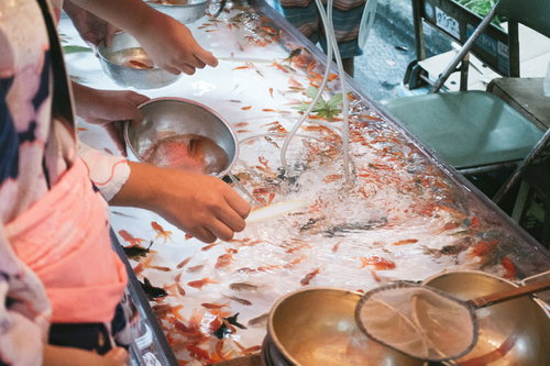 お祭りの夏祭りで金魚すくいを楽しむ人たちの様子