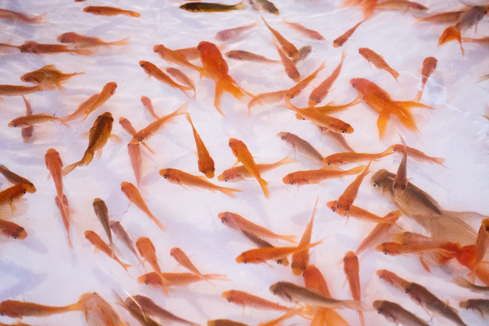 白い容器の中を泳ぐオレンジ色の金魚たちの金魚すくい