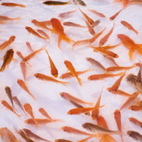 夏祭りの夜店で行う金魚すくいの風情ある光景の写真