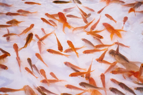 夏祭りの夜店で行う金魚すくいの風情ある光景