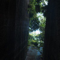 燈籠坂大師切通しのトンネルを見上げる樹木の緑の写真