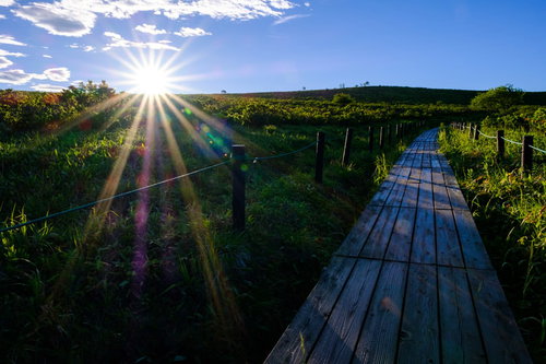 霧ヶ峰高原・夏の強い日差しが照らす遊歩道
