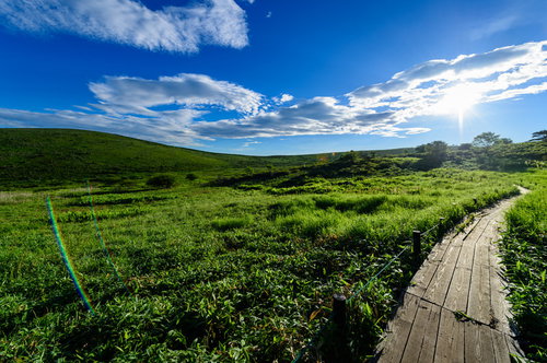 夏の日差しが降り注ぐ霧ヶ峰高原の遊歩道と緑の草原
