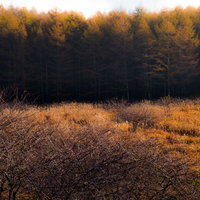 秋色に染まる霧ヶ峰の山林と夕日、枯れ草広がる秋の風景の写真