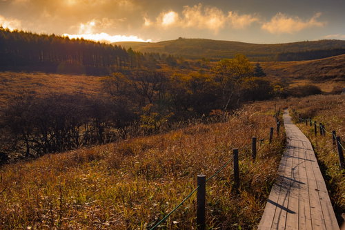 秋色に染まる霧ヶ峰高原の遊歩道とハイキングコース