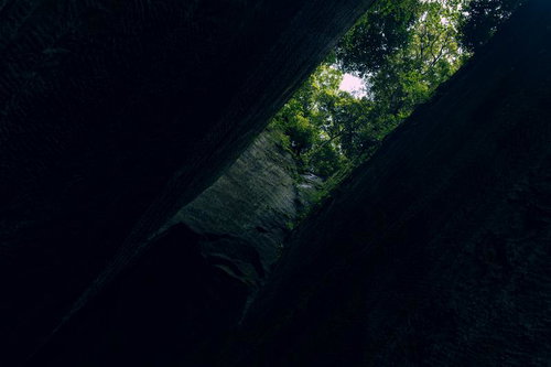 燈籠坂大師の切通しトンネルの天井から望む新緑