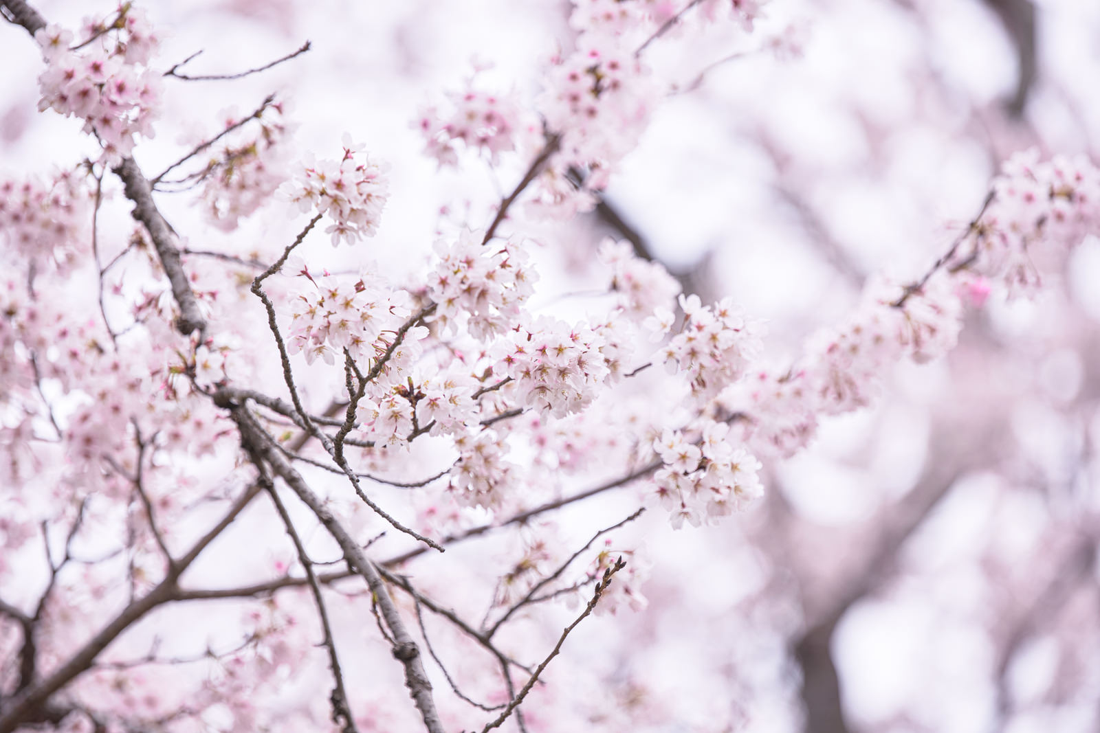 小振りの花が密集して咲く桜の枝