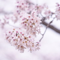 開花する満開のチェリーブロッサム、春の白ピンク色の桜の花の写真