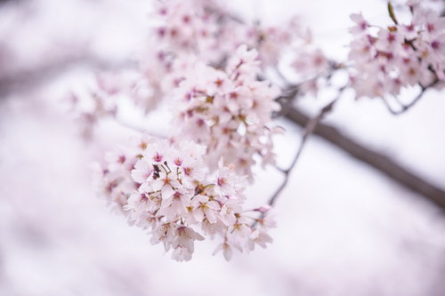 開花する満開のチェリーブロッサム、春の白ピンク色の桜の花