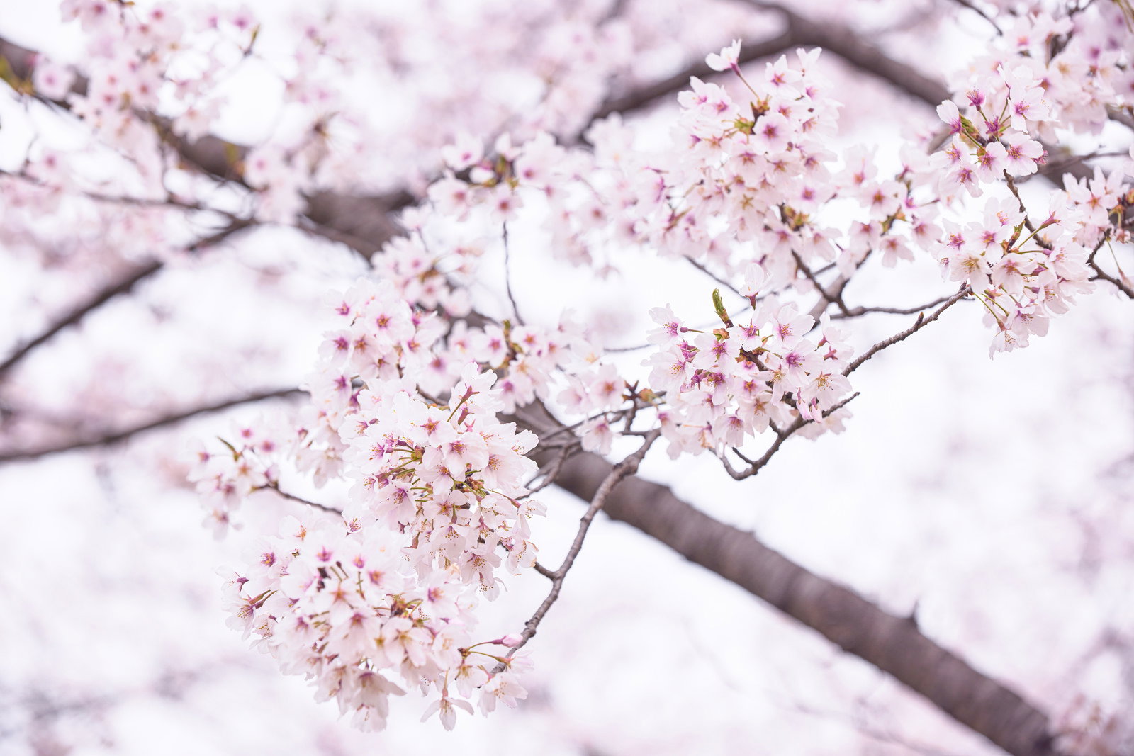 満開の桜の花が咲いている枝のクローズアップ