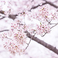 春満開のチェリーブロッサム、薄いピンク色に染まった枝の写真