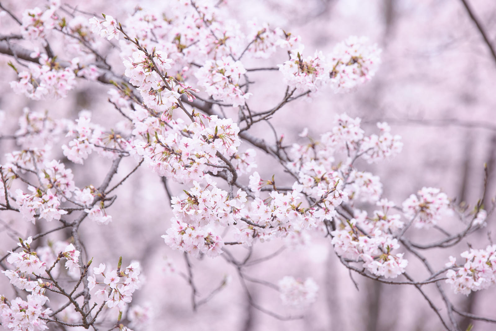 Cherry blossom branches in full bloom