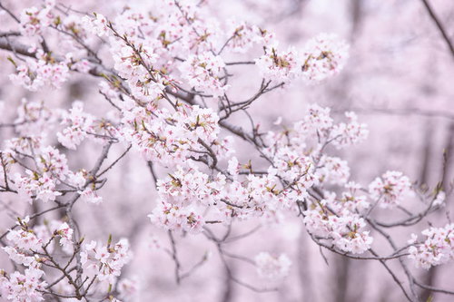 見ごろを迎える桜の枝