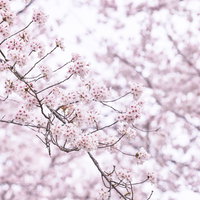 細い枝先に大きく花開く満開の桜、淡いピンク色の花弁が密集の写真