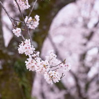 ▲背景にボケた桜の幹と満開の桜の写真