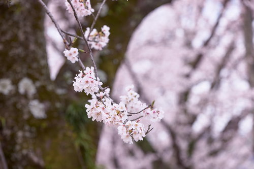 春の日差しに映える桜の花房と細い枝