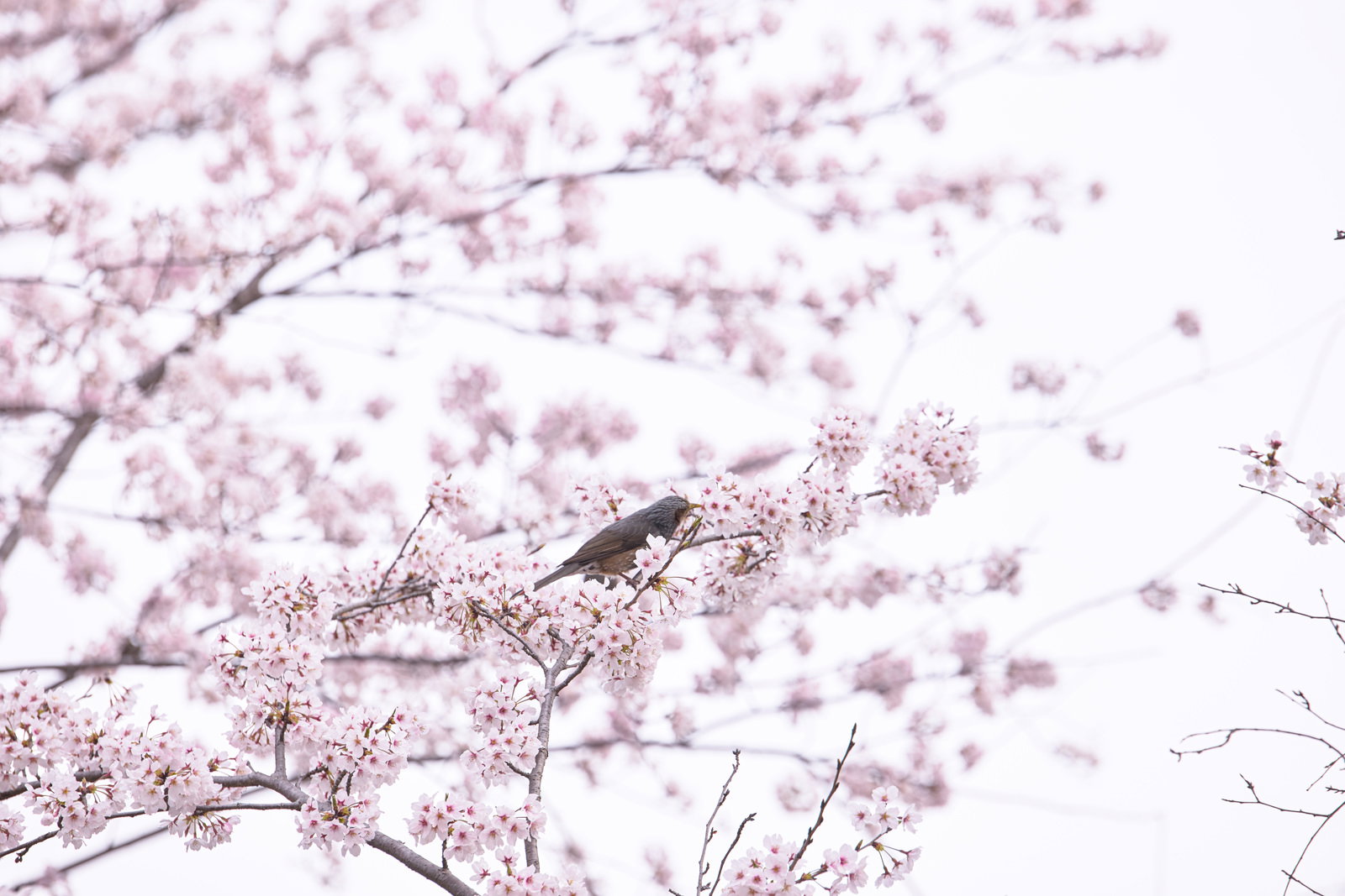 淡いピンクの満開の桜の枝に止まって花をついばむ小鳥